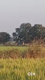 Sehore jile me 40 Acer jameen full pani bali only 25lac per acer