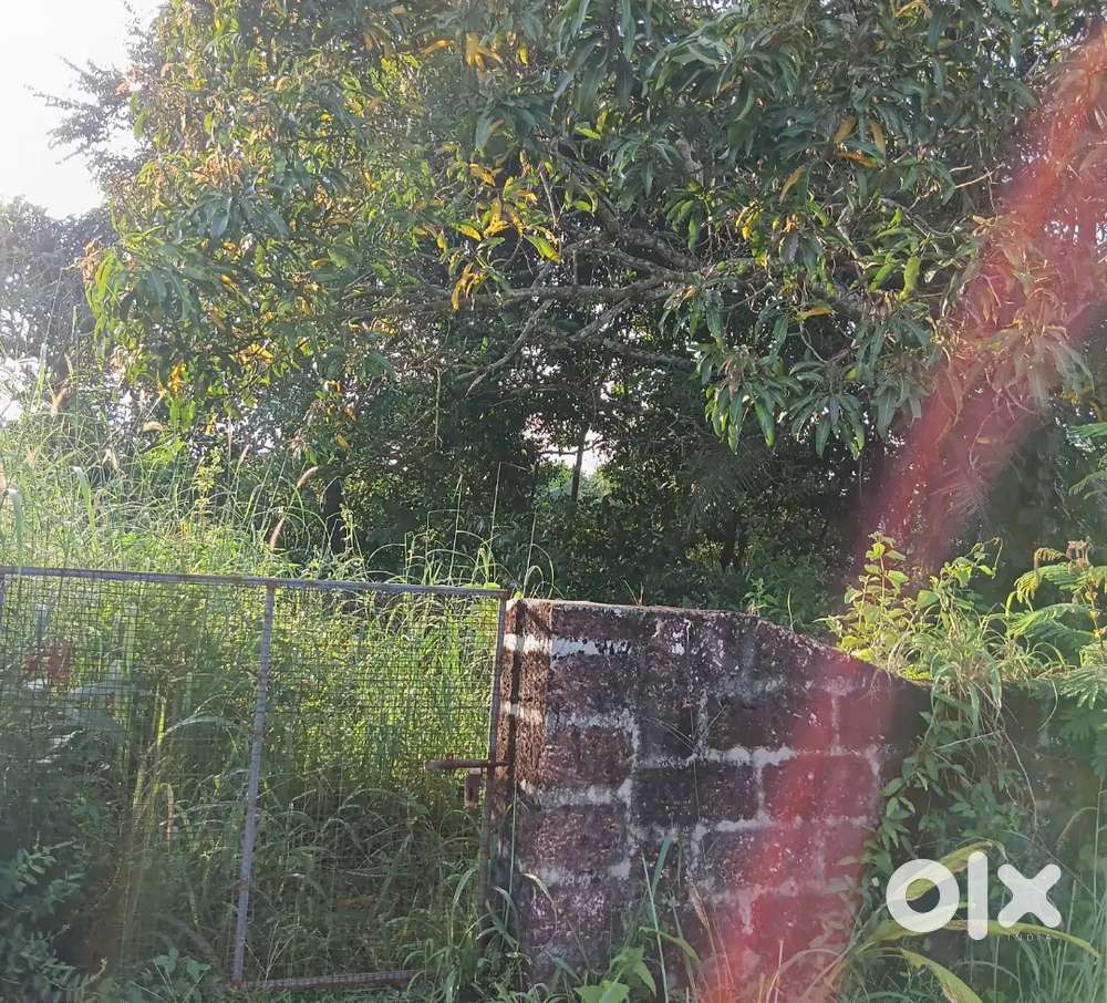 PATTODI MOGAR 15. CENT