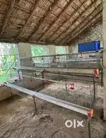 Layer birds cage for sale - 4 cages