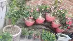 adenium, jade, snake plants