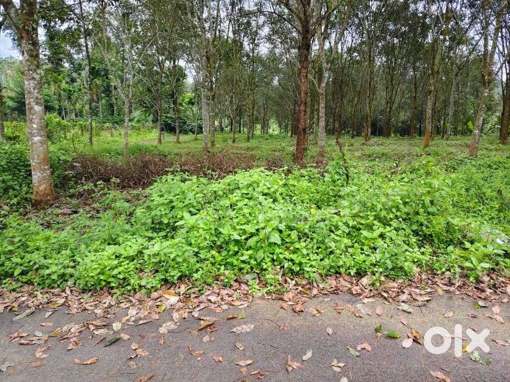 1 Acre Dry Land - Only Rs 36 Lakh - Meenangadi Moonanankuzhi