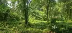 1.75 cent Commercial plot for sale, per cent 80000/-at Meenkunnam