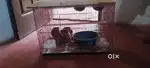 Bird  koodu for sale