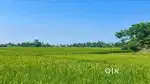 Paddy land for sale( 1 bigha) at jokai