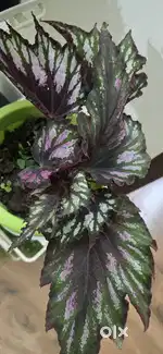 Indoor and outdoor Live plants