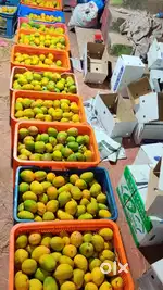 Devgad hapus available free home delivery