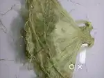 Meadi for girls