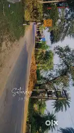 Paro matia NH333