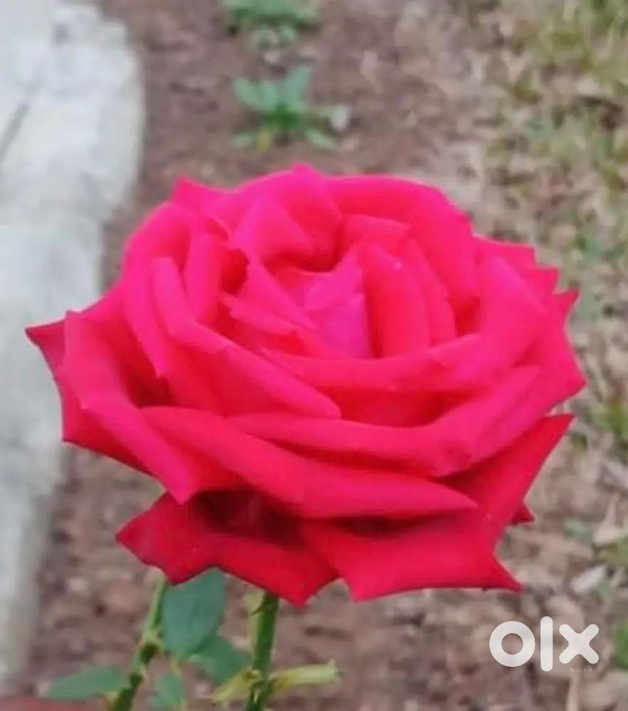 Fully Furnished Flat with three side open.