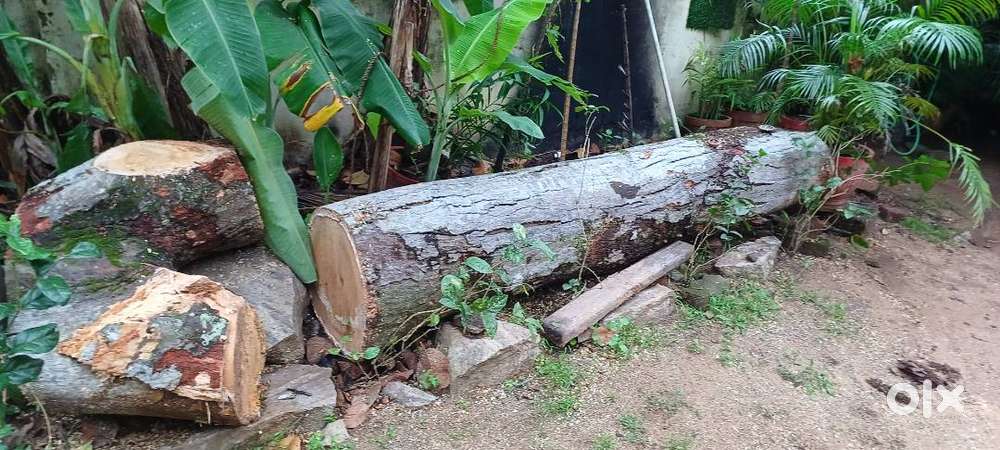 WOOD,JACK FRUIT AND AYANI