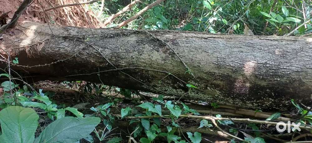 നാടൻ കര വേങ്ങ വിൽപനക്ക്
