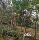 4.5 Cent plot for sale near Kakkodi