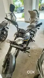 Avenger 150 CC in Mint Condition