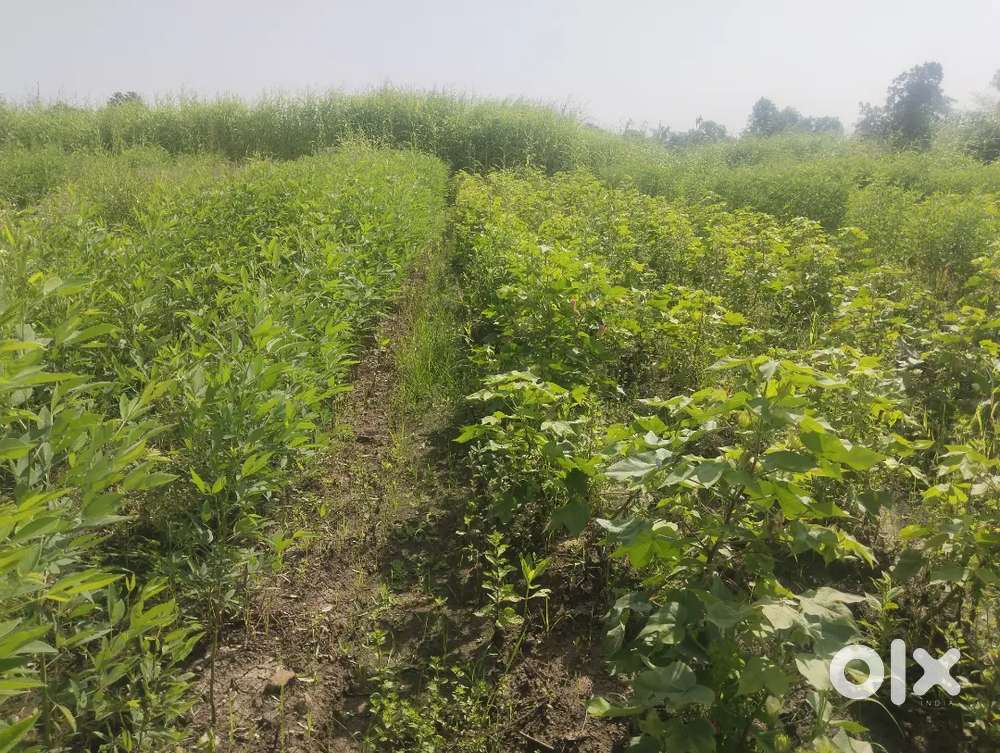 शेती विकणे आहे