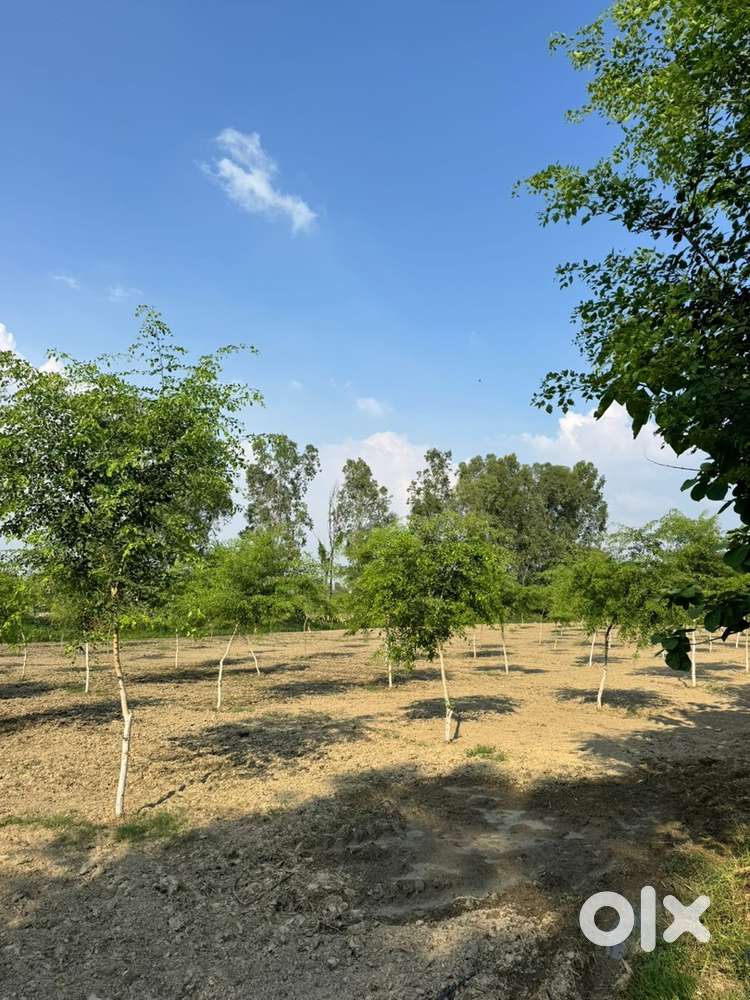Maali for garden (माली की जरूरत है फ़ार्म हाउस के लिए)