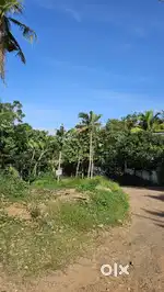27 cent sale for Nellimmoodu