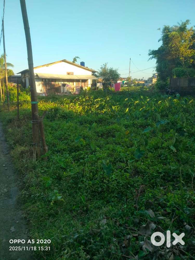 Myadi patta land for sale in Dhai Ali, Sibsagar