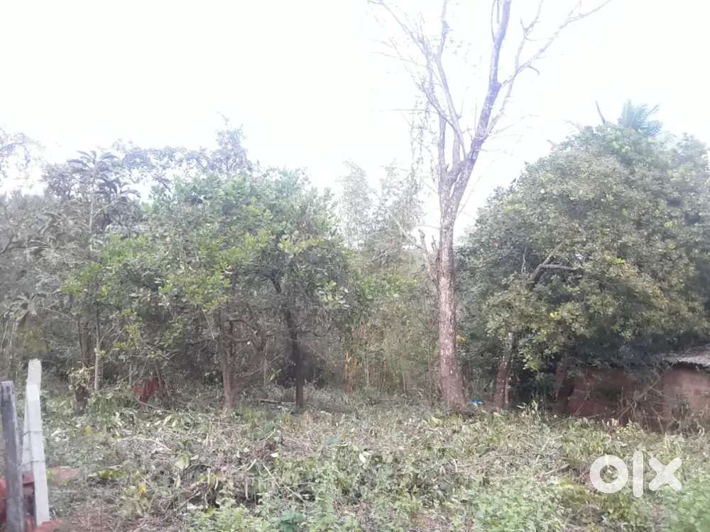 Orchid land for sale