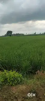 3.5 Bigha Jameen Bikau hai Nahar ke paas
