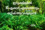 Cardamom plantation