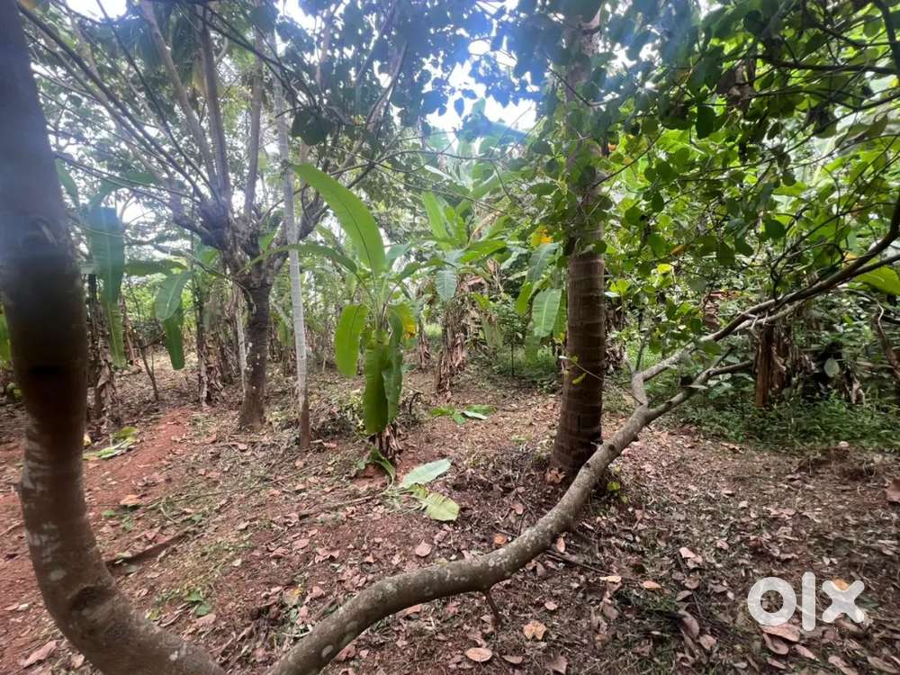 10 cent plot for sale near kechery