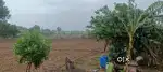 Selling my farm near to wadner bholji