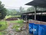 Beautiful Chickoo farm for sale with pond / Cow shed for 120 cows