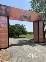 MANGO FARMS