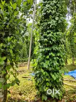 2.4 Acres irrigated & fenced Land & farm house for sale (66000/Cent)