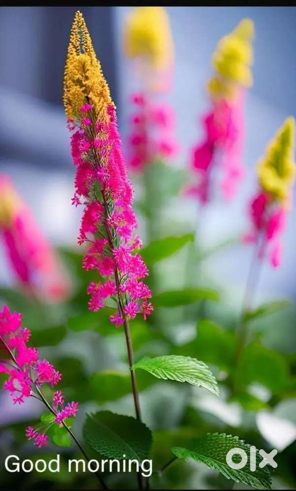 Honda CB Shine Bike Red colour