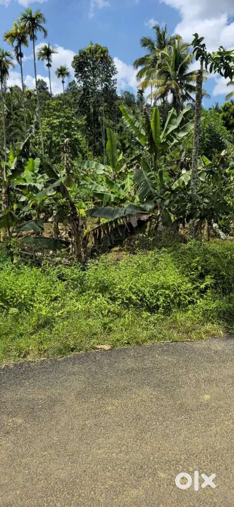 40 cent House plot for sale