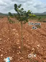 100 గజాలు కేవలం ( 12:30 అంకణం ) కేవలం 1,99,000 మాత్రమే