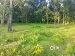Vayikkara plot