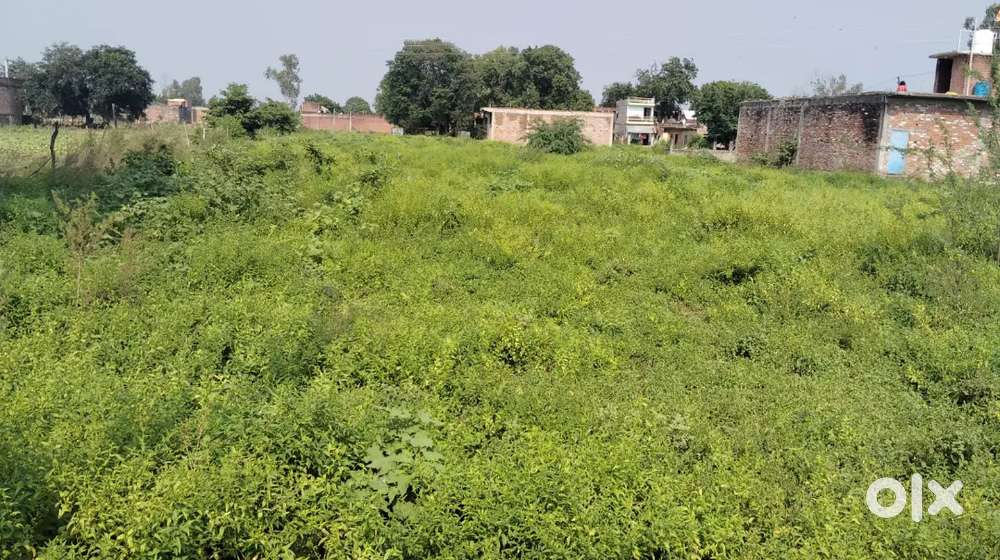 100 Gaj plot near transganga