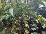 2.5 ACRE WELL MAINTAINED COFFEE LAND FOR SALE IN PAYYAMPALLY.