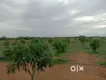 Farm Land for Sale in Vengal – 65+ well maintained trees..