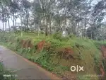 20 cent plot for sale in Pallikunnu
