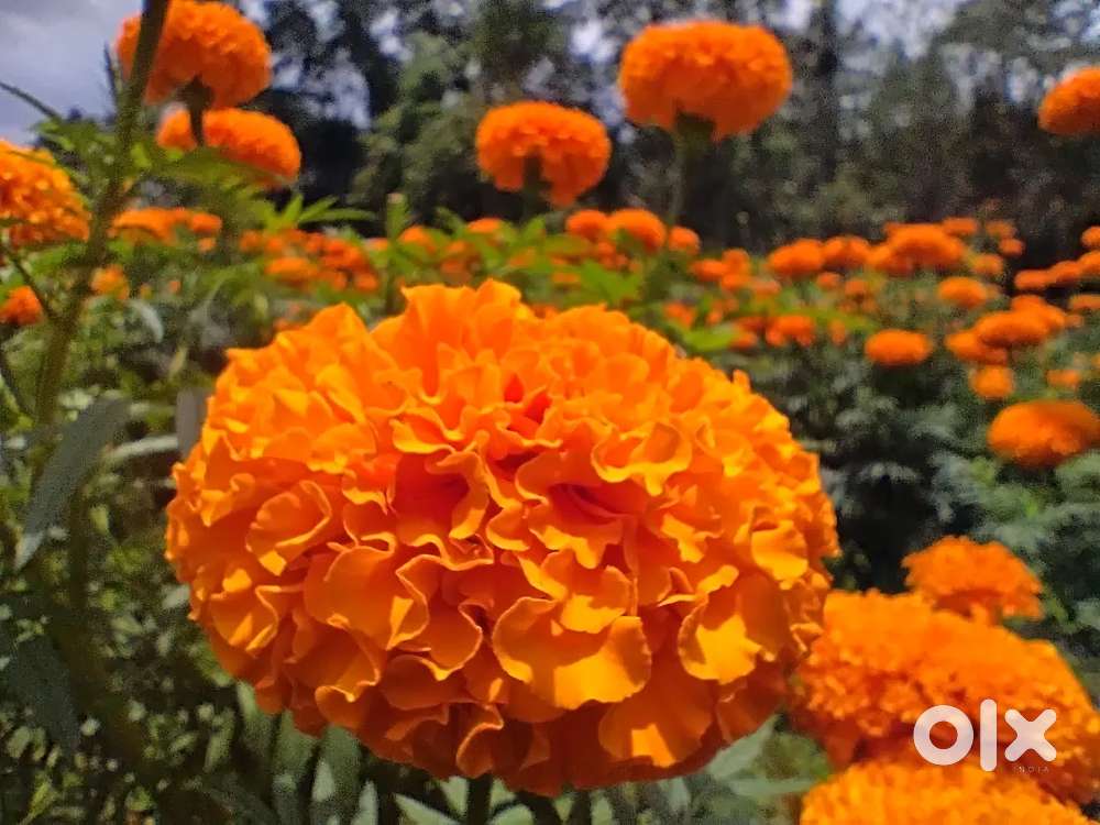 Jamandhi flower Large hybrid