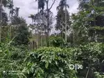 1.60 Acre Coffee-Pepper Plantation Plot for Sale Choothupara Wayanad