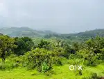 Top hill property for sell in Chikmagalur mudigere,