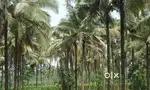 4 acres agricultural land for rent near Hunsur