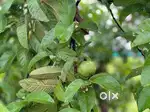 guava developed farmhouse