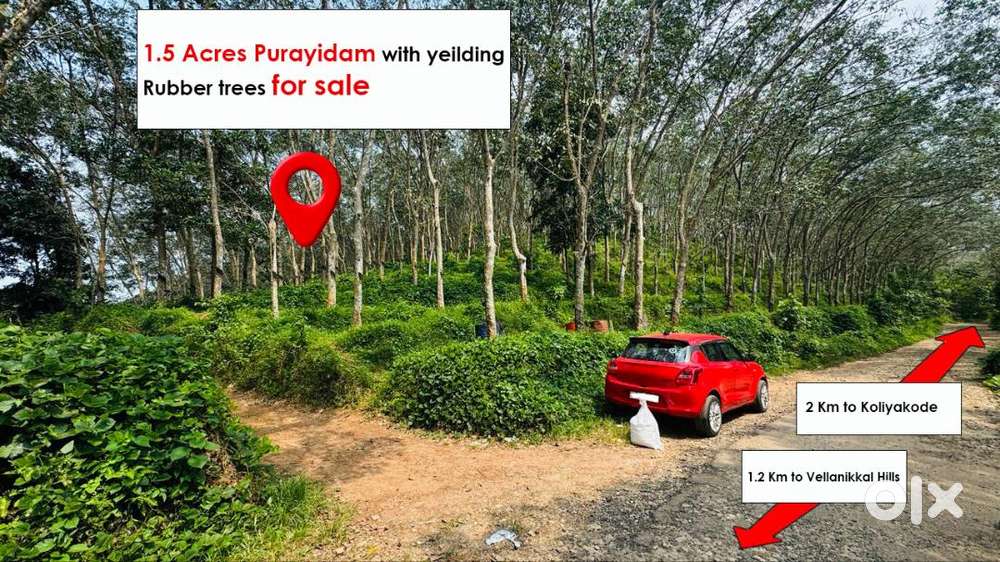 1.5 Acres Purayidam with 243 yielding Rubber tress for sale