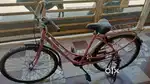 Lady Bird Cycle
