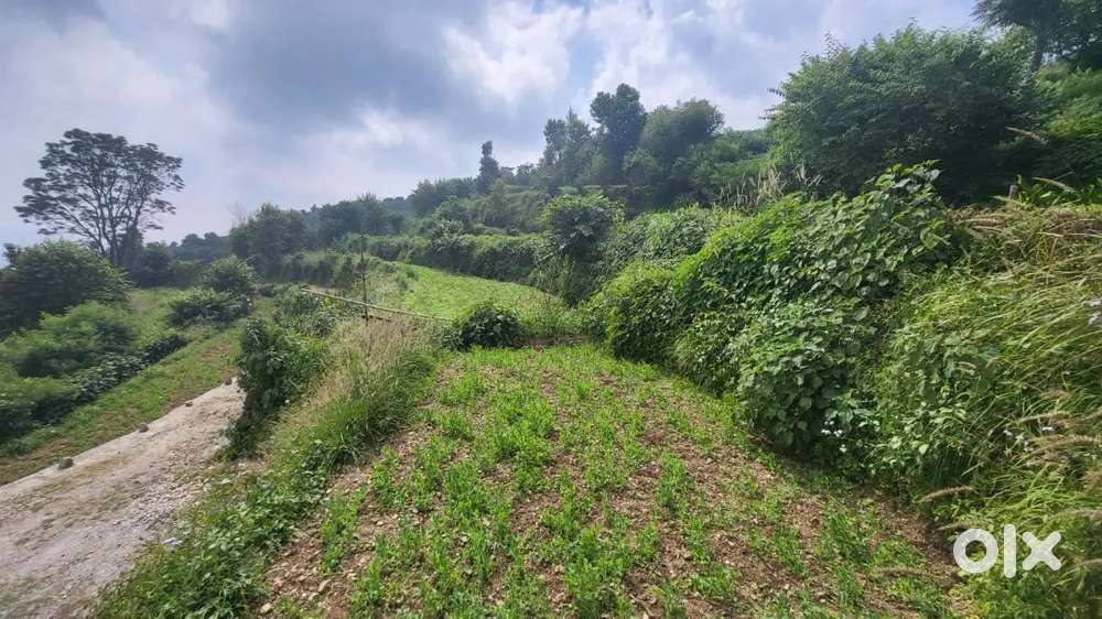 Beautifully located 5 bigha available