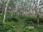 1 acre land with house, rubber tress and roller machine shed  for sale