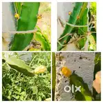 250 Sqy Agri Plot – ₹10K Monthly | ₹4Cr in Long Term