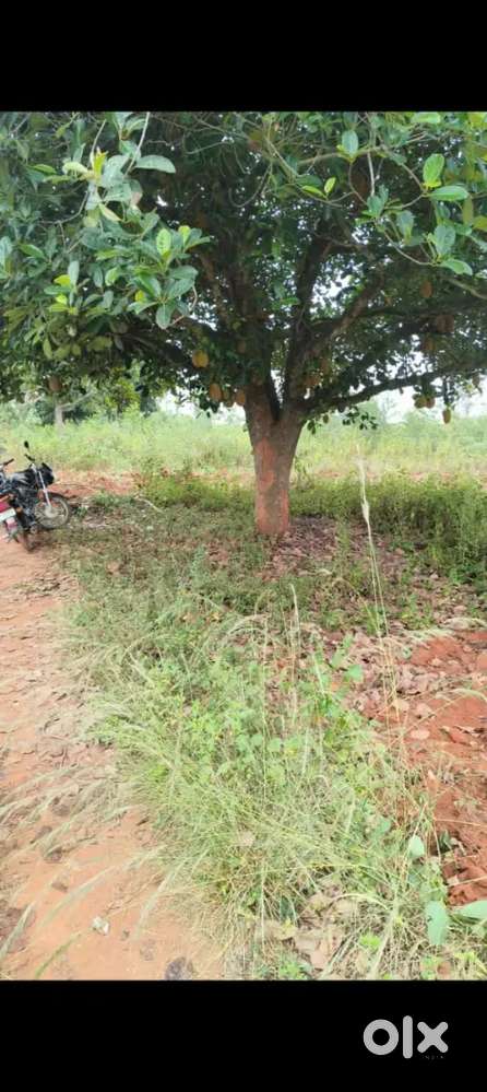Agriculture land for sale near Mysore to malavalli road