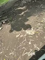 Khair aligarh main highway se 40 Meter ander 2 beegha jameen