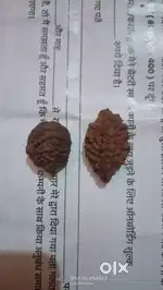Original Rudraksha
